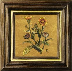 Ringelblume 