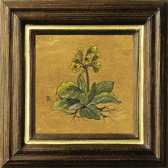Schlüsselblume 