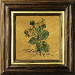 Sumpfdotterblume 